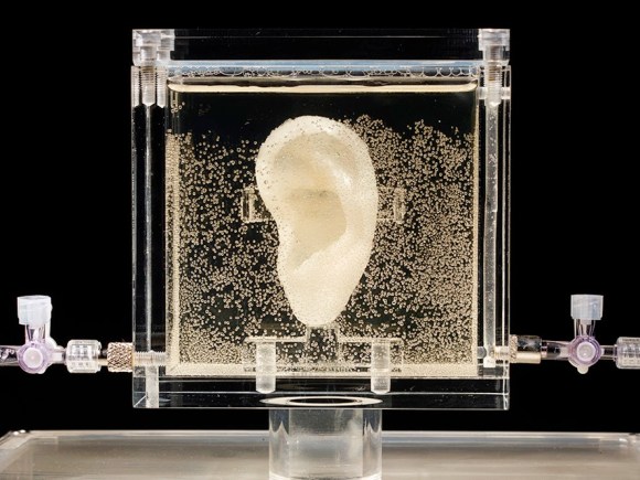van gogh ear.jpg
